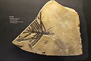 Conifer fossil