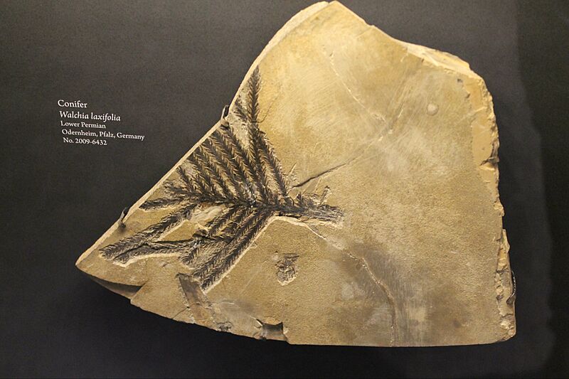 Conifer fossil