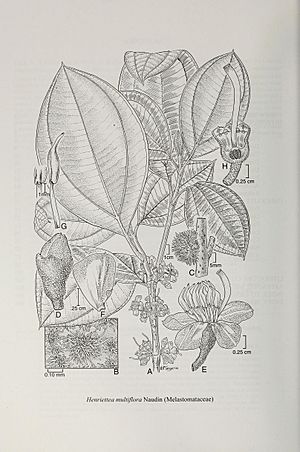 Contributions from the United States National Herbarium (2007) (20688662185).jpg