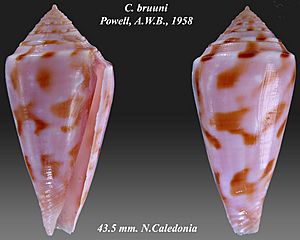 Conus bruuni.jpg