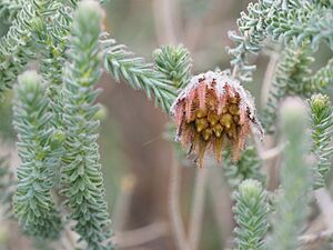 Darwinia chapmanniana (flower detail)