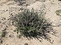 Desert Christmas Cactus Sahuarita Arizona