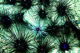Diadem urchins