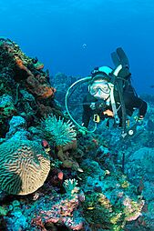 Diver and anemone, Monito Island, Puerto Rico