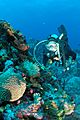 Diver and anemone, Monito Island, Puerto Rico