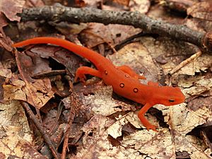 Eastern newt red eft stage Sep 3 2012 North Fork Mountain near Chimney Top