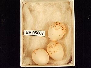 Eggs of the White-eared honeyeater