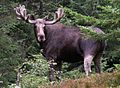 Elk-telemark (cropped)