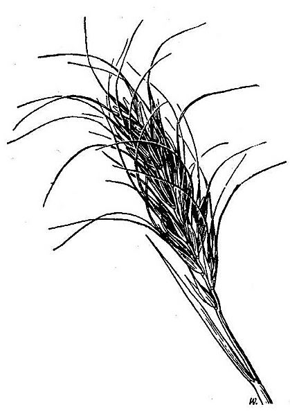 Elymus scribneri HC-1950