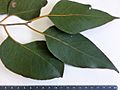 Eucalyptus amplifolia - leaves