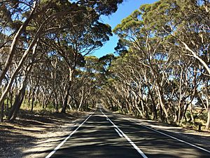 Eucalyptus cneorifolia on roadside.jpg