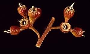 Eucalyptus longicornis fruit