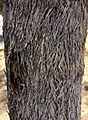 Eucalyptus moluccana - trunk bark
