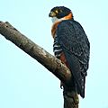 Falco deiroleucus - Orange-breasted Falcon.JPG