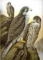 Falco rusticolus NAUMANN 2