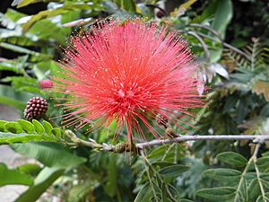 Flor abierta de calliandra schultzii hams.JPG