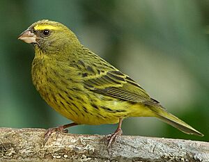 Forest Canary (Serinus scotops) facing left, side view.jpg