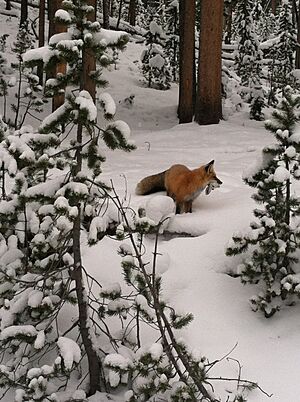Fox (11983225834)