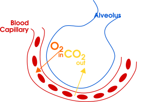 Gas exchange in the aveolus simple (en)