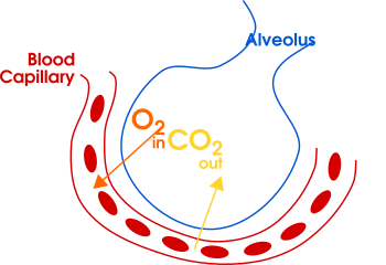 Gas exchange in the aveolus simple (en)