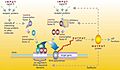 Gene Regulatory Network
