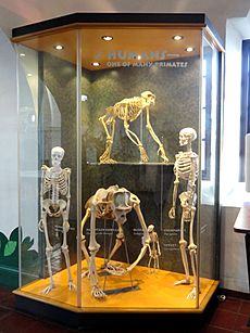 Gigantopithecus blacki, model - San Diego Museum of Man - DSC06889 02