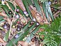 Gmelina leichhardtii fruit & Bangalow Palm - Royal National Park