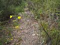 Gompholobium latifolium habit (1)