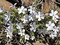 Granite gilia Leptodactylon pungens close