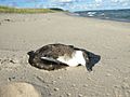 Great Shearwater specimen (as discovered), Sleeping Bear Dunes NL, September 9, 2012 (7969969606)