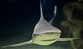 Greater Cleveland Aquarium (19411059028)