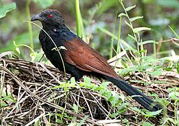 Greater Coucal I IMG 7775