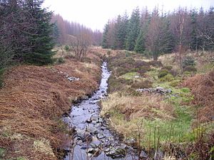 Grizedale Beck - geograph.org.uk - 323380