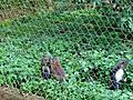 Guenons in primate reserve Sanctuary Mefou