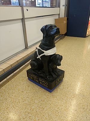 Guide Dogs for the Blind collecting figure