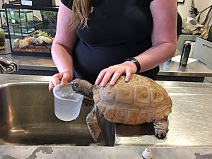 Gus the Tortoise at the Nova Scotia Museum of Natural History - August 2019