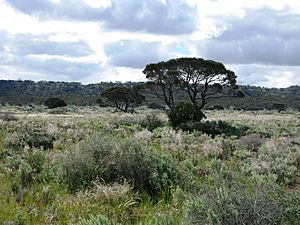 Western myall on the Roe Plains, near Madura, Western Australia