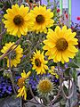 Helianthus mollis