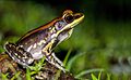 Hylarana malabarica-Madayippara