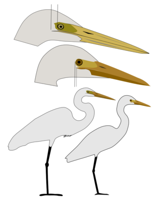 Large Intermediate Egrets
