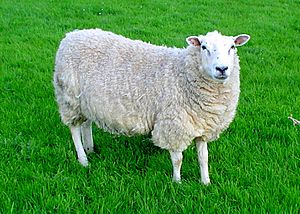 Lleyn sheep.jpg
