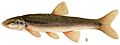 Longnose dace