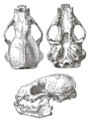 MSU V2P1b - Mellivora capensis skull