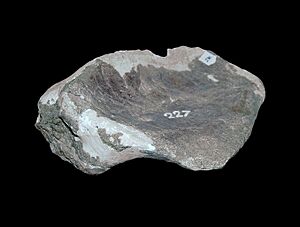 Magyarosaurus coracoid