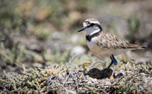 Malagasy plover