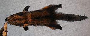 Martes pennanti (Fisher) fur-skin