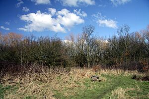 Martin Bell's Wood in Wormwood Scrubs Park in London, spring 2013 (6)