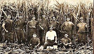 Migrants from Malta and Gozo working in sugar -cane farms in Mackay Queensland 1