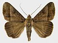 Mocis latipes adult