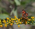 Mormon Metalmark (Apodemia mormo)2